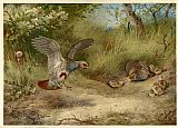 Partridges and Young by Archibald Thorburn